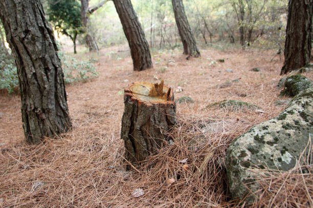 Best Storm Damage Tree Cleanup  in Hazel Crest, IL